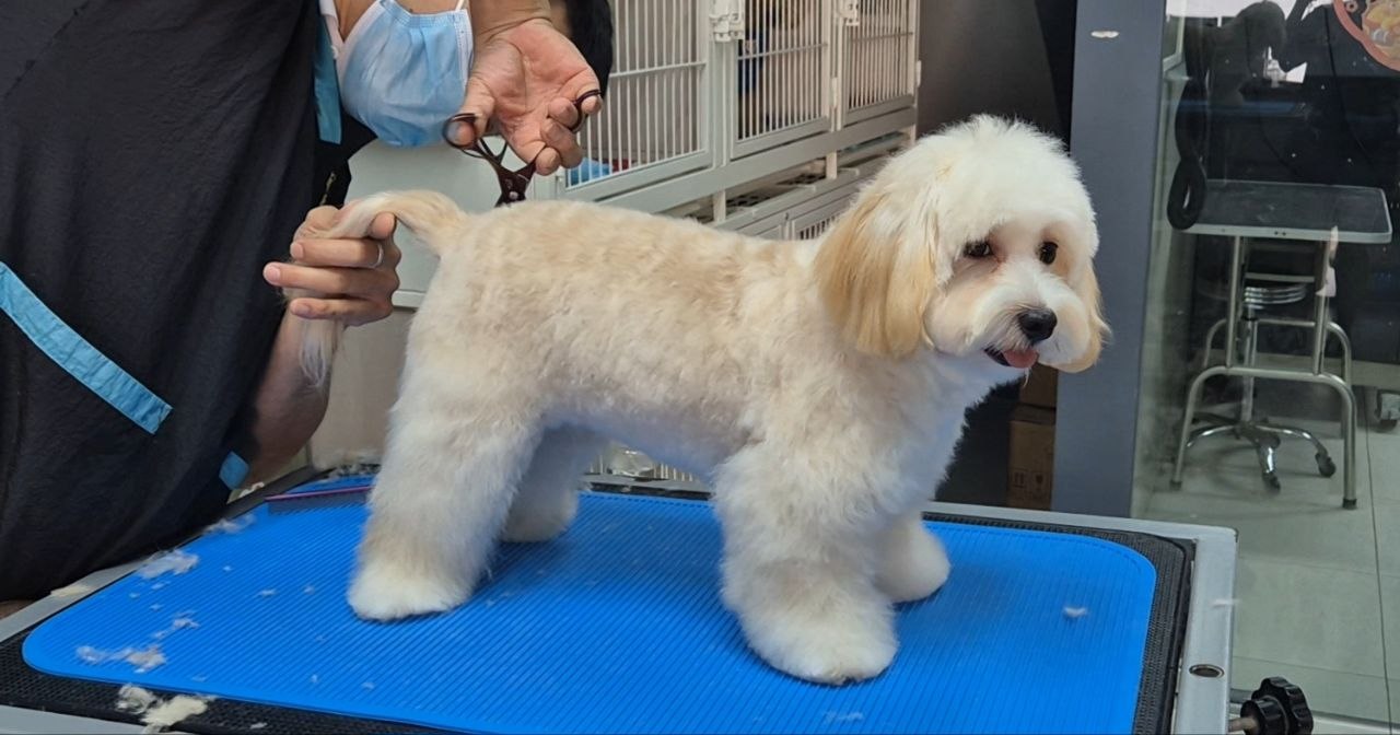 Dog and cat grooming