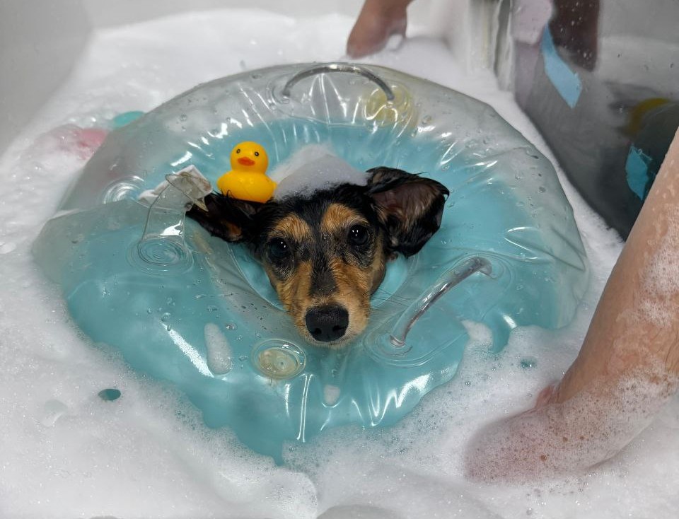 Dog spa