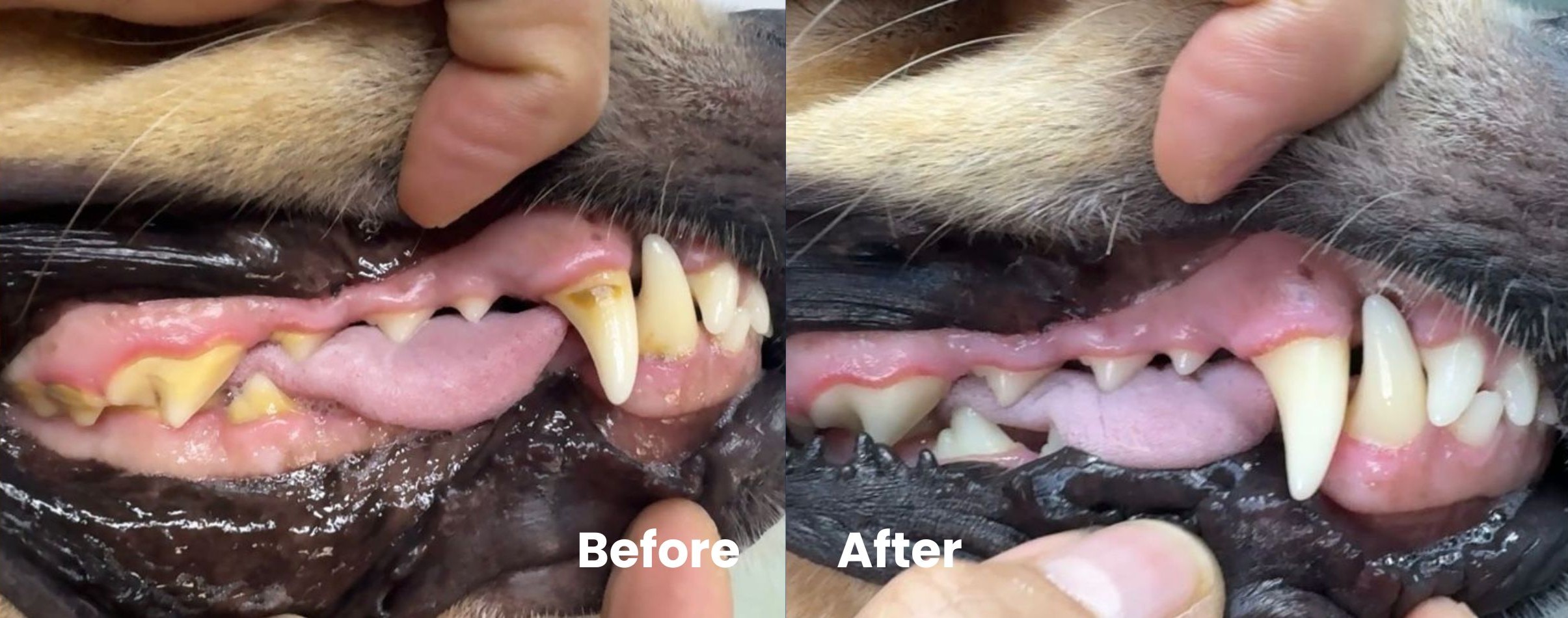Dog teeth cleaning